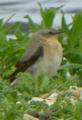 Wheatear