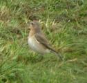 Wheatear