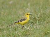 Yellow Wagtail