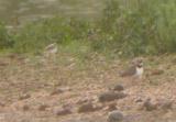 Little Plover