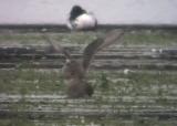 American Golden Plover
