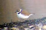 Little Plover