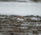 Little Plover