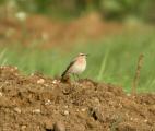 Wheatear