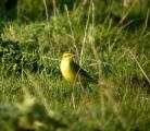 Yellow Wagtail