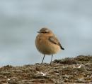 Wheatear
