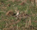 Wheatear
