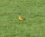 Yellow Wagtail