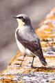 Wheatear