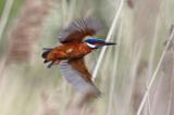 Kingfisher