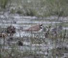 Little Plover