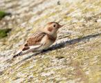 Snow Bunting