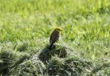 Yellow Wagtail