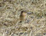 Wheatear