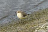 Yellow Wagtail