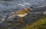 Little Plover