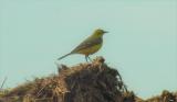 Yellow Wagtail