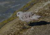 Sanderling