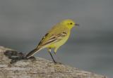Yellow Wagtail