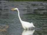 Great Egret