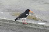 Oystercatcher
