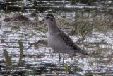 American Golden Plover